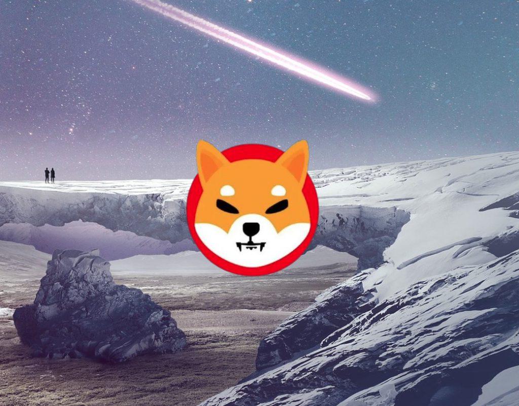 为什么你应该立即入手一只可爱的柴犬